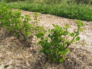 Hur man planterar vinbär på hösten - regler och rekommendationer