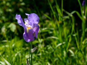 Regels voor de zorg voor irissen in de herfst