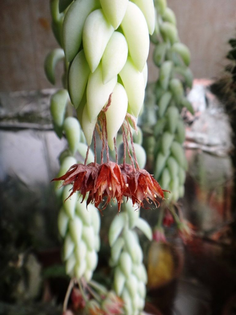 Floare de stonecrop morgan