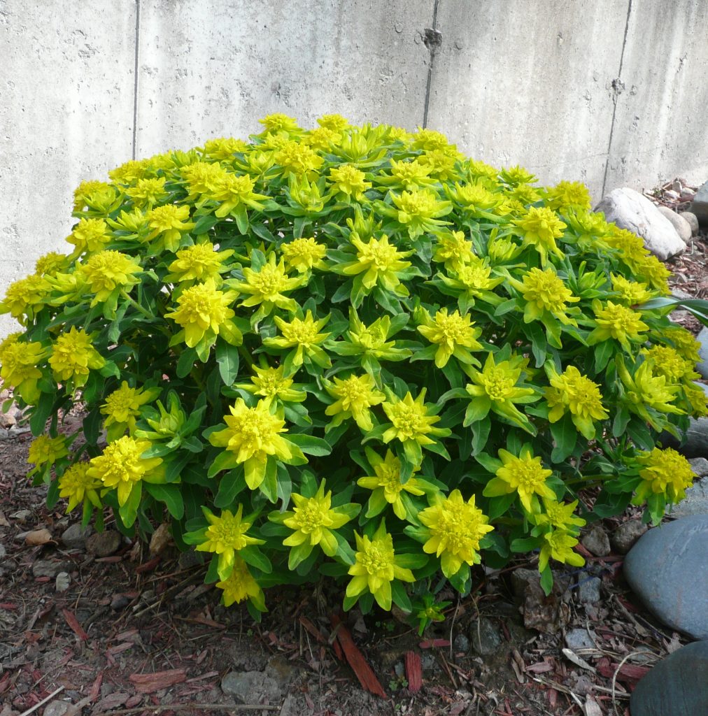 Euphorbia mehrfarbige Sonne