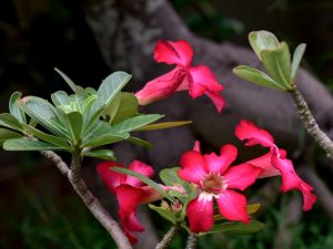 Adenium Obesum - hoe zorg je voor een bloem