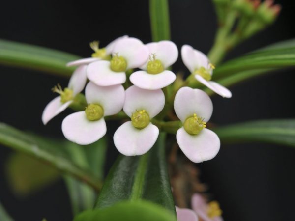 Euphorbia Crested (Ribbed) - hoe thuis te kweken