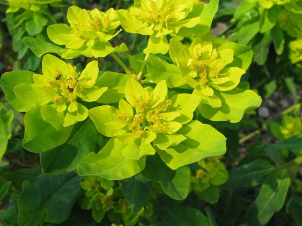 Cultivarea și îngrijirea multiflorului Euphorbia