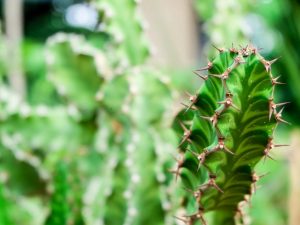 Euphorbia harsachtig - hoe zorg je voor een plant