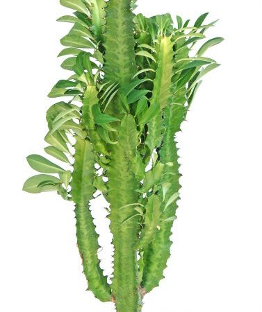Euphorbia Triangular - kenmerken van het kweken van een subtropische bloem
