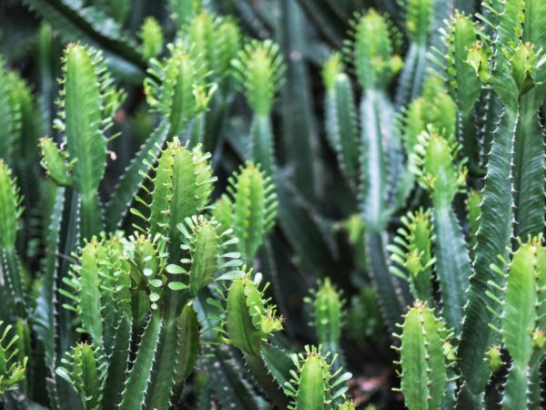 Euphorbia reproduceert door kinderen