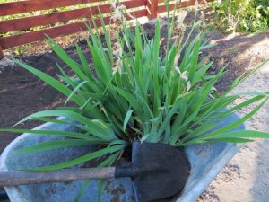 Hoe irissen in de herfst te planten - stap voor stap instructies
