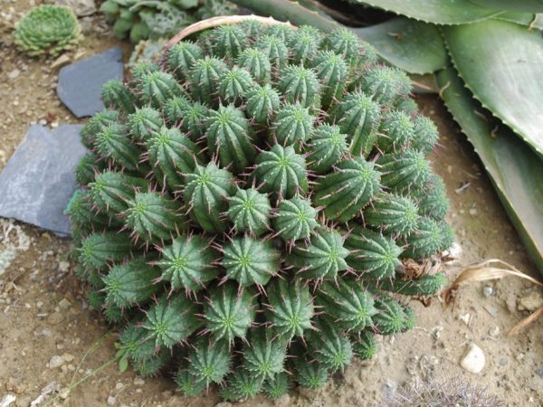 Euphorbia poate avea o formă bizară