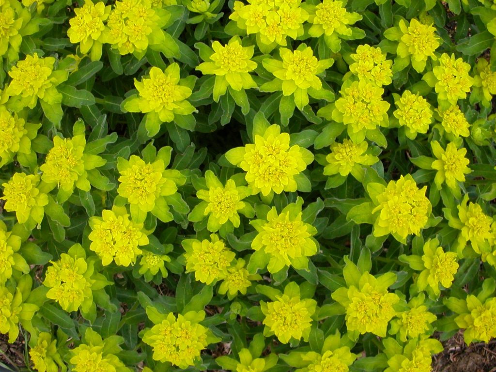 Euphorbia multicolor flacără geroasă