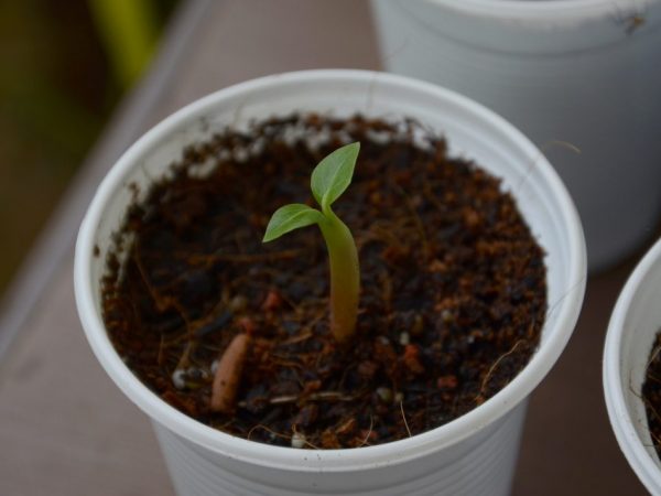 Jak pěstovat adenium ze semen