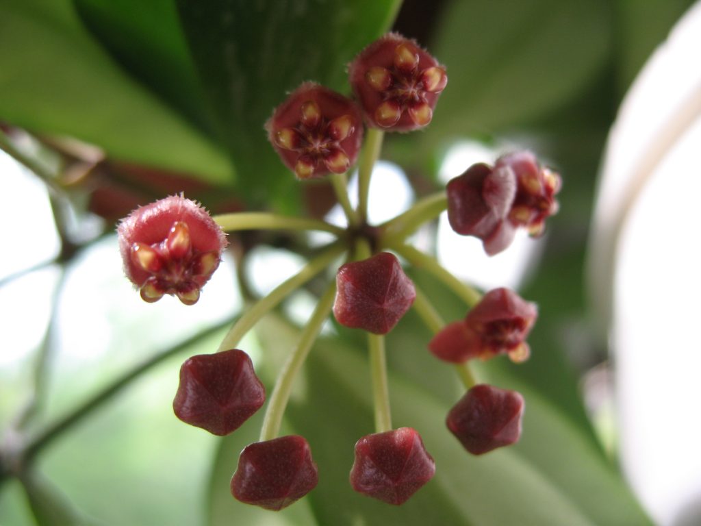 Hoya gracilis foto