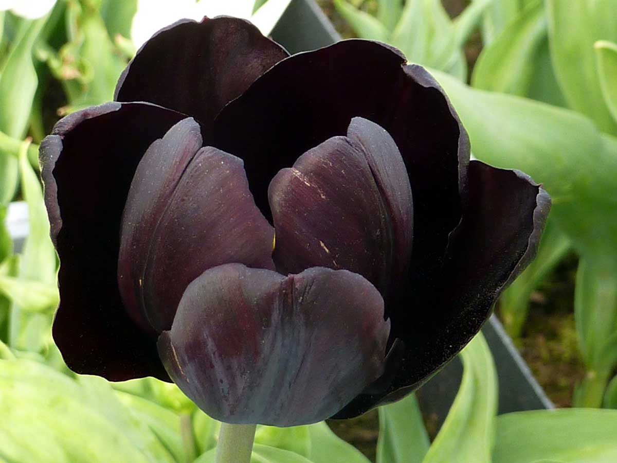 Zwarte tulpen