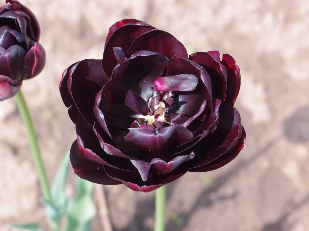 Zwarte tulpenfotobloem