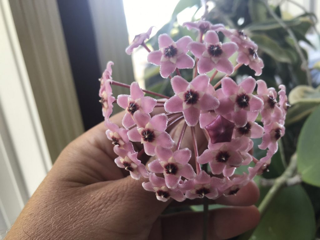 Hoya regina purpurie