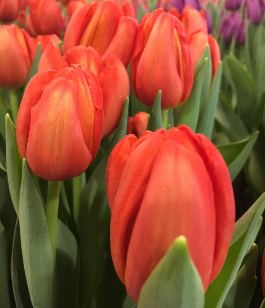 Lalibela tulipán