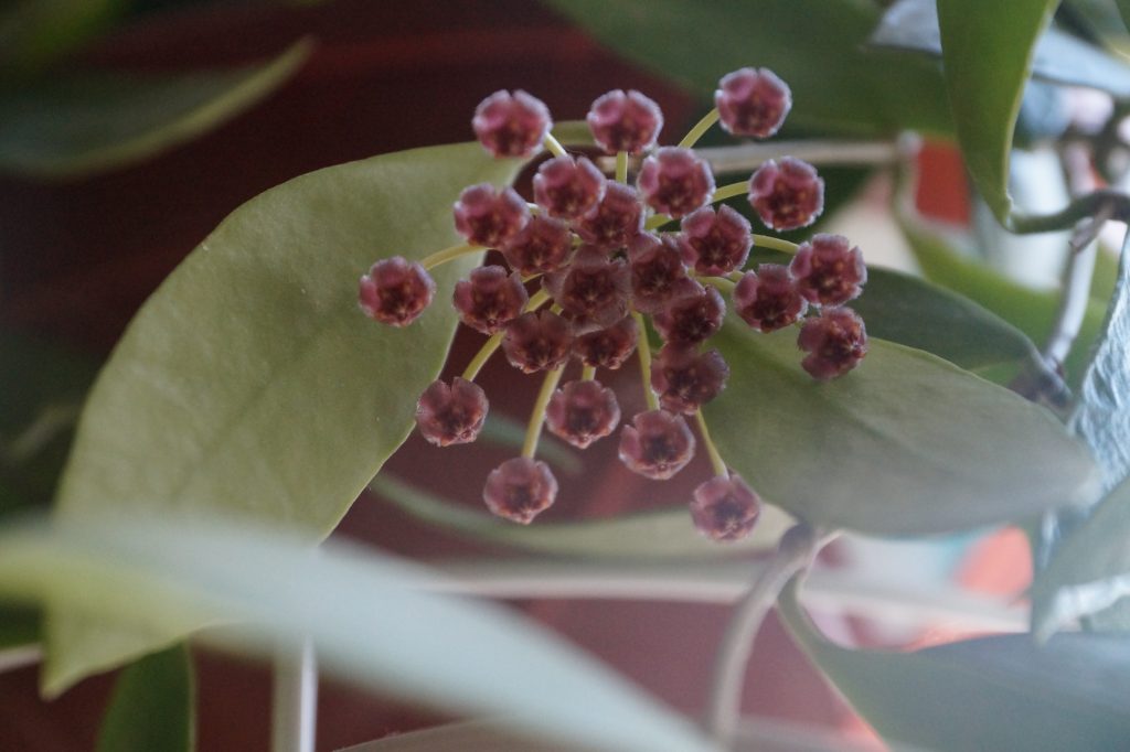 Hoya gracilis aroma