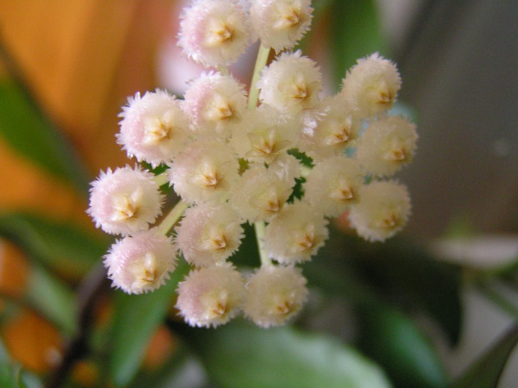 Καπάκια χιονιού Hoya lacunosa