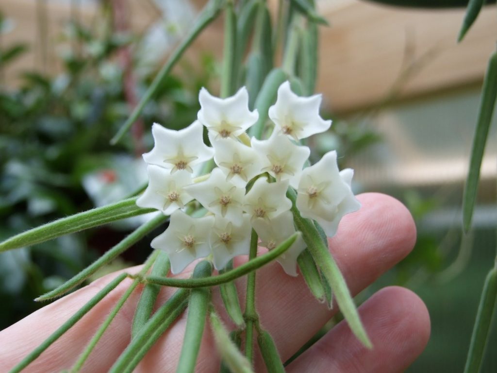 Hoya linearis blommor