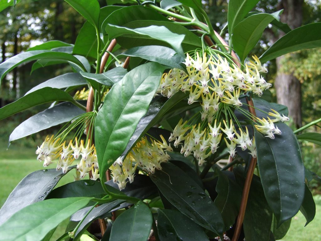 Hoya multiflora hemvård