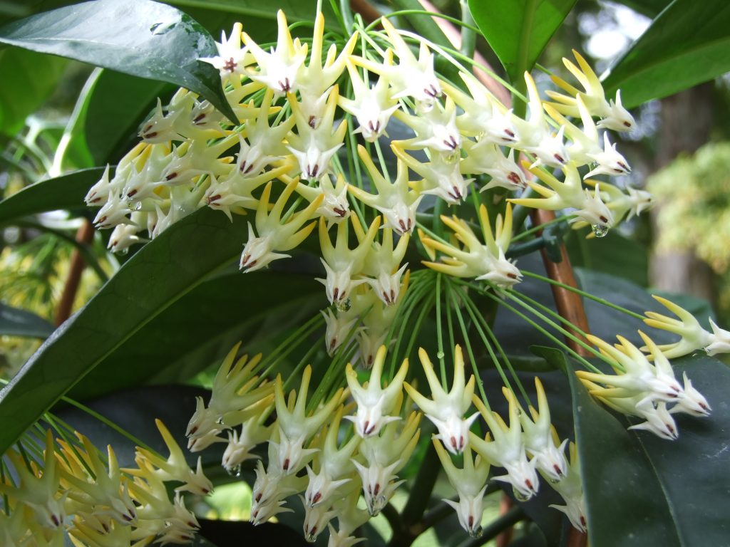Hoya multiflora foto