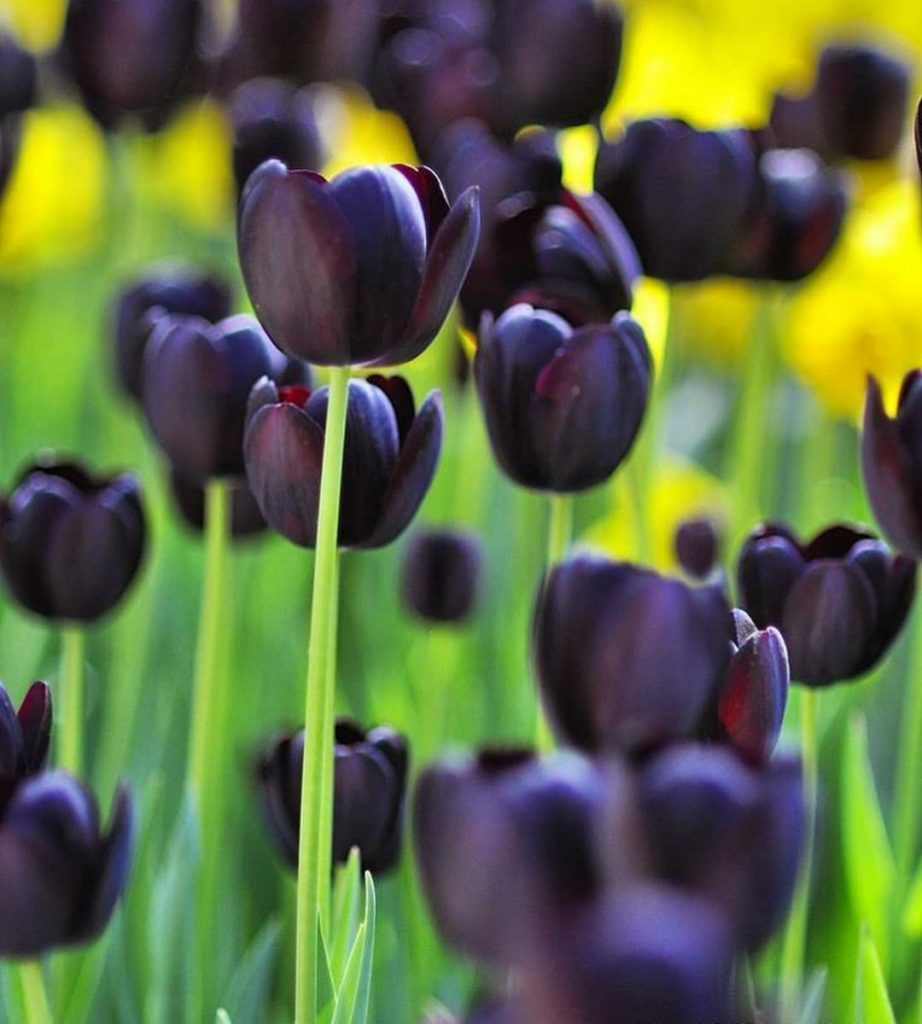 Was ist eine schwarze Tulpe?