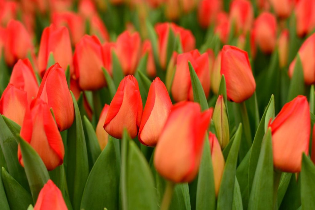 Foto de tulipán lalibela