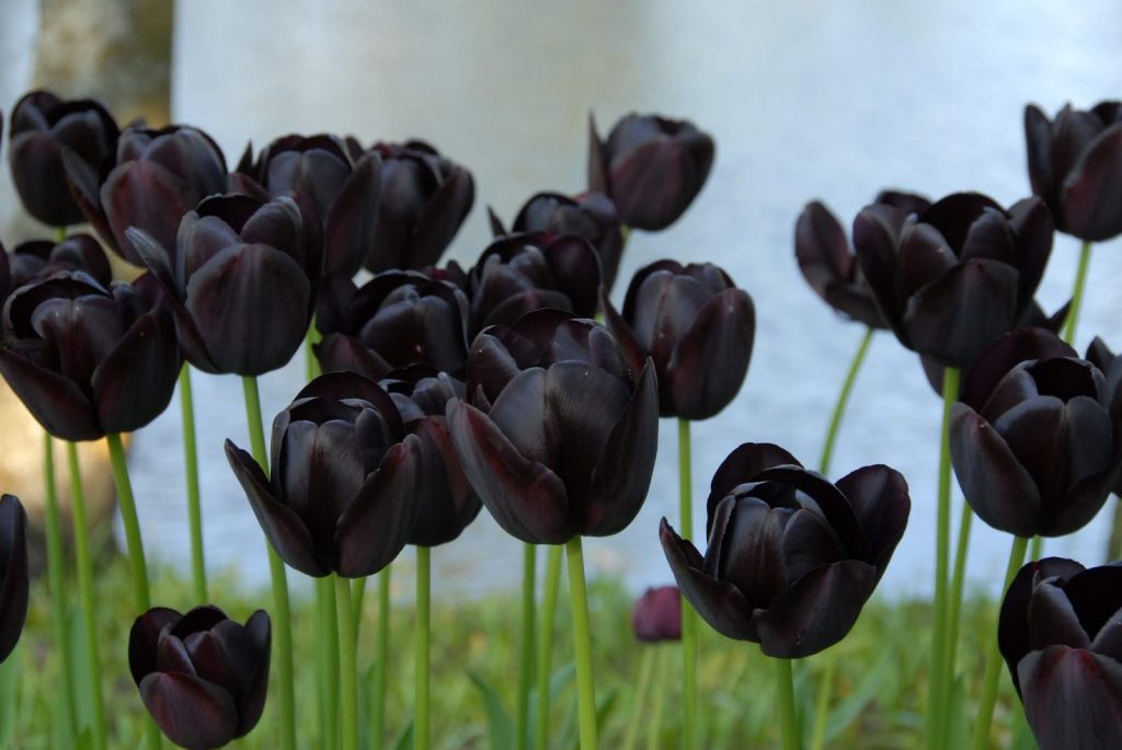 Zwart tulpjaar