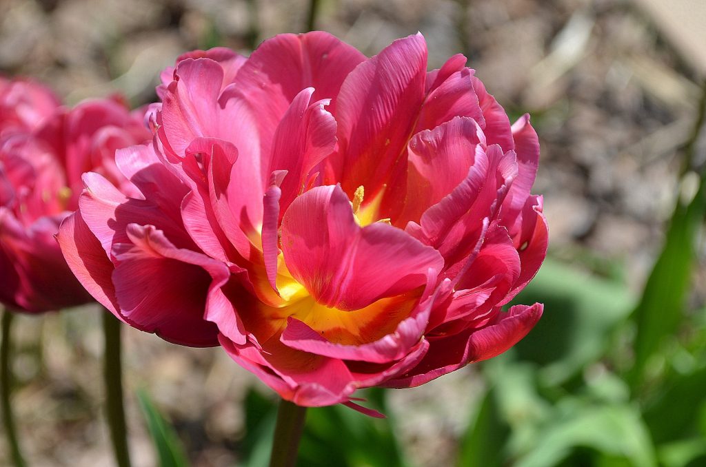 Název odrůdy tulipánu pivoňky