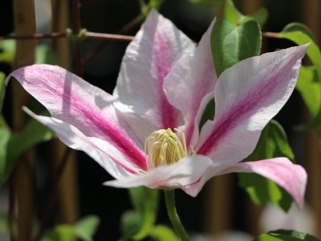 Popis Clematis andromeda