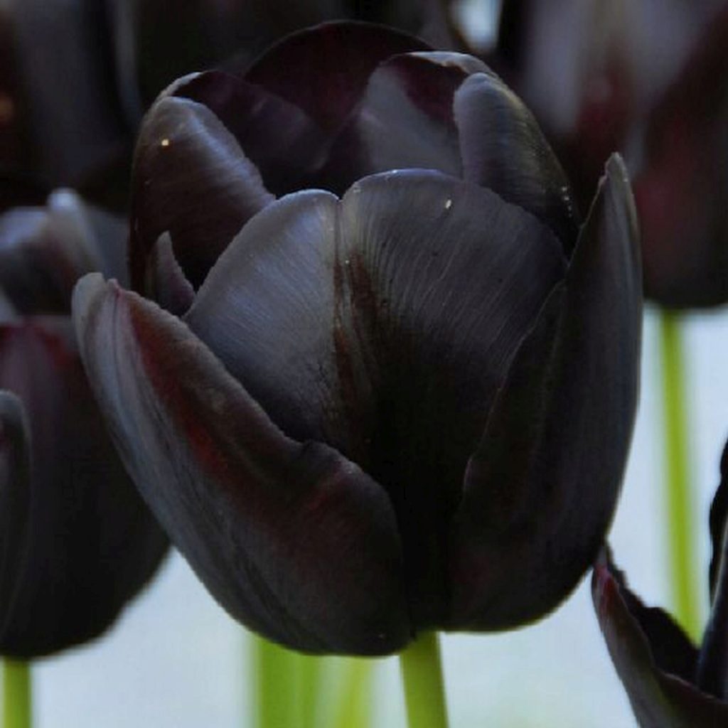 Jaarlijks zwarte tulp