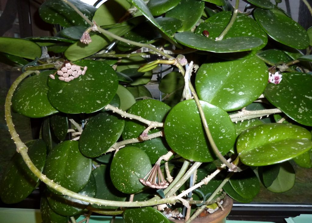 Ποικιλία Hoya obovata