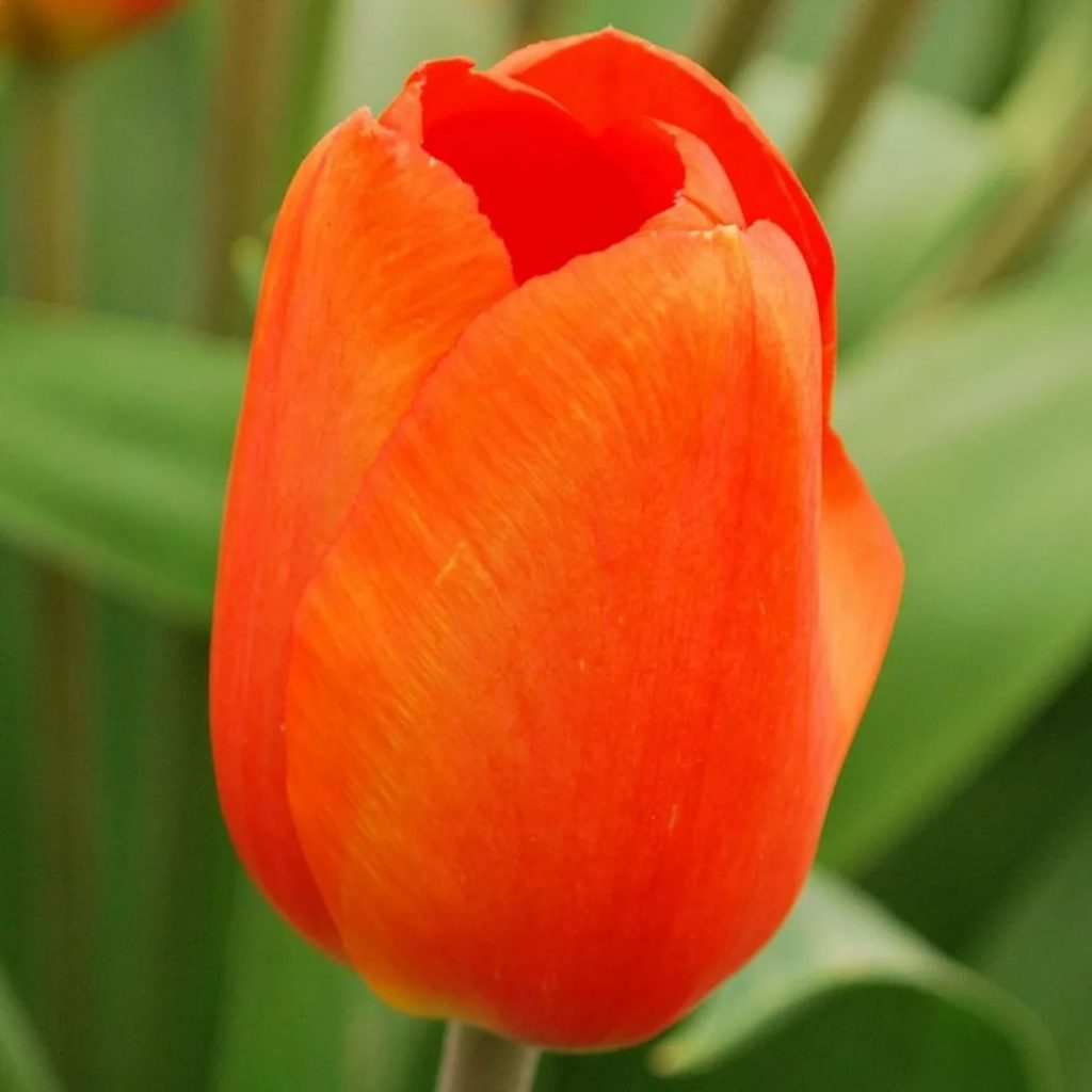 Descripción del tulipán Lalibela