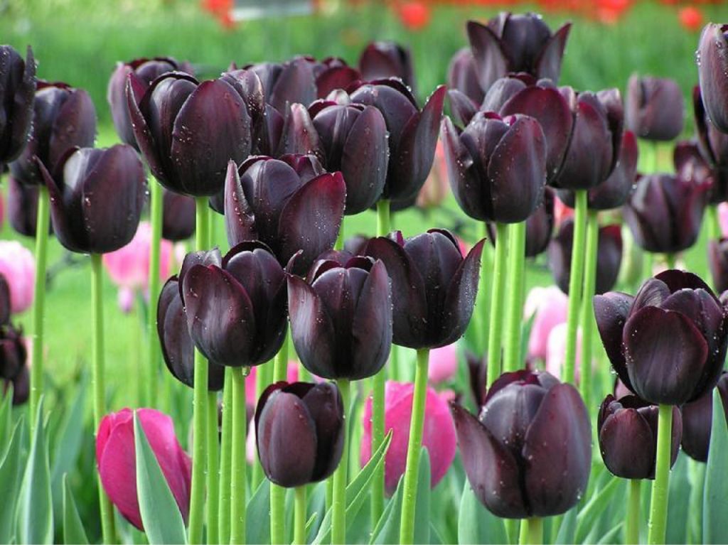 Zwarte tulpenfoto