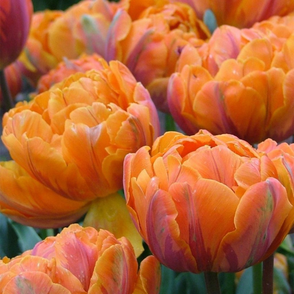 Pivoňka tulipány růžové
