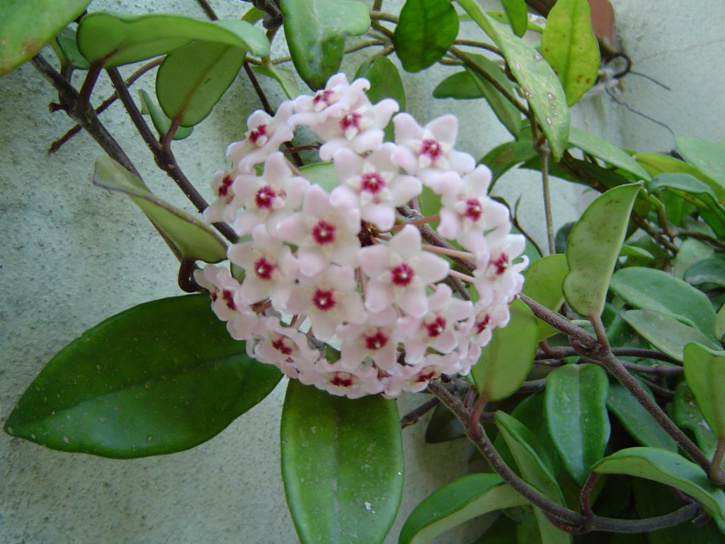 Hoya carnosa variegata Foto