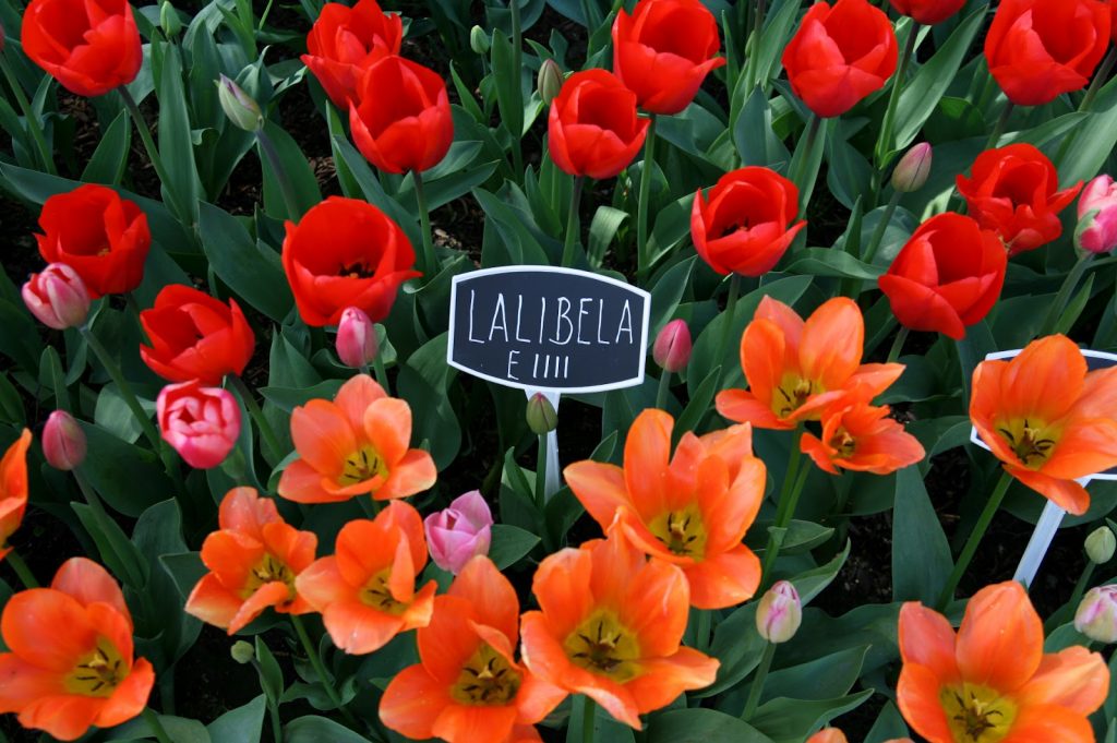 Tulip lalibela foto en beschrijving