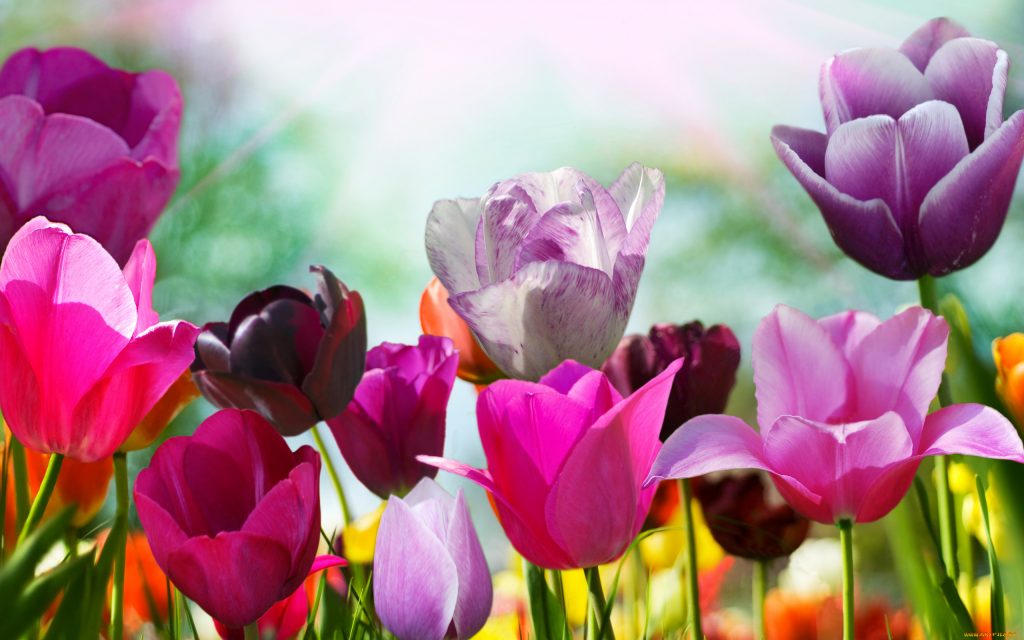 Řezané tulipány, které to drží