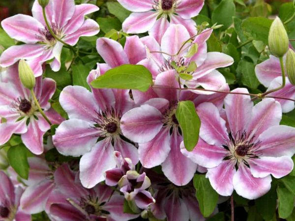 Clematis nelly moser grup de tundere