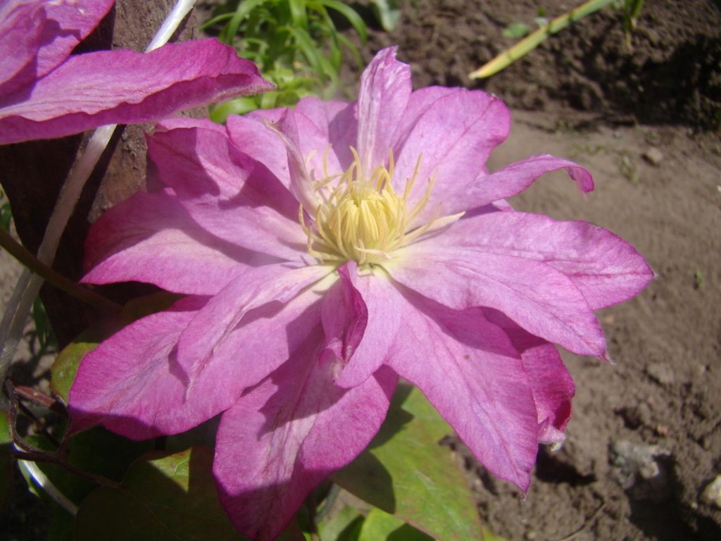 Clematis acao trimgroep