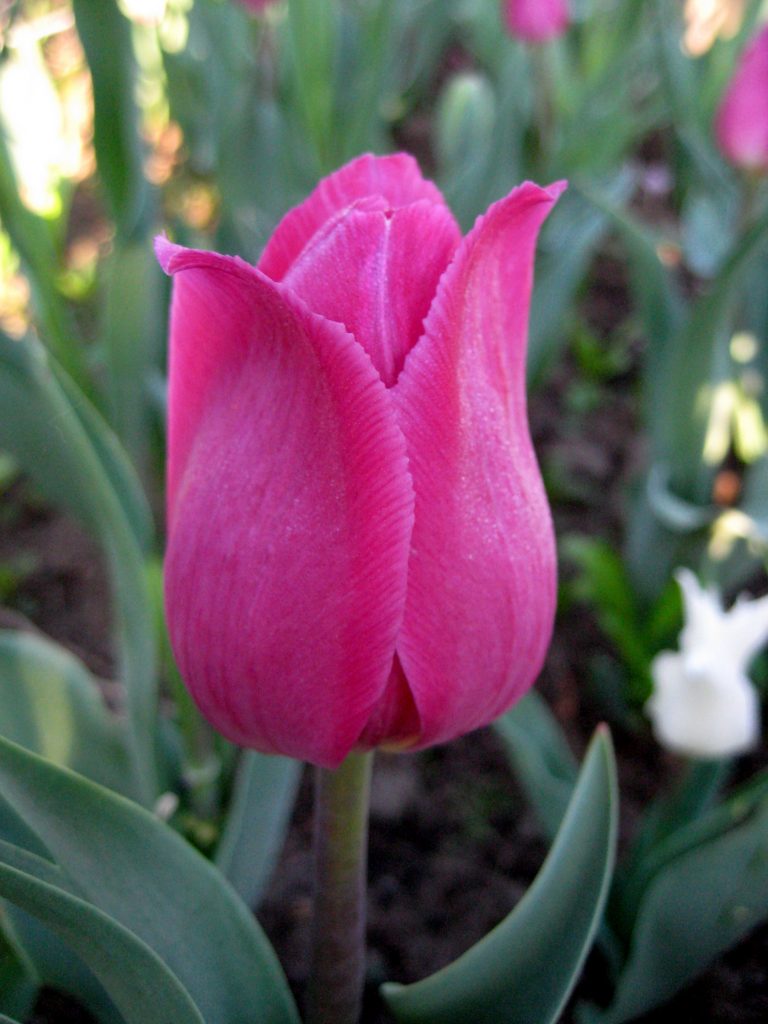 Tulipanes barcelona