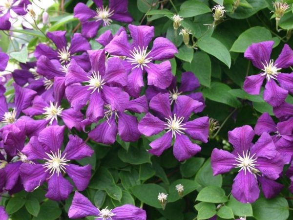 Clematis etual violett