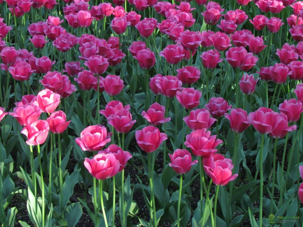 Barcelona tulipány