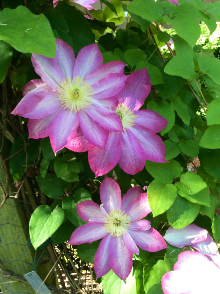 Clematis acao pruning