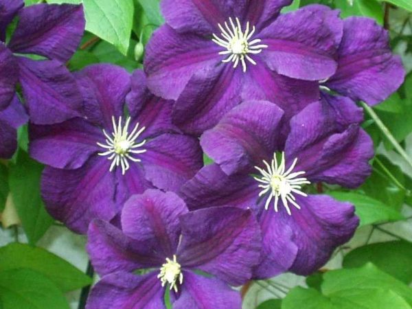 Clematis etoile violeta foto y descripción.