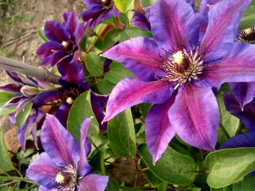 Clematis domnul Thompson