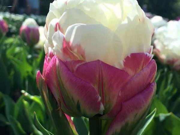Zmrzlinový tulipán