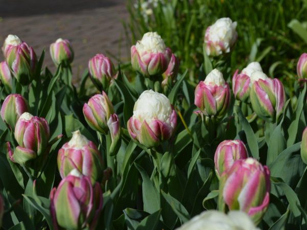Foto de helado de tulipanes
