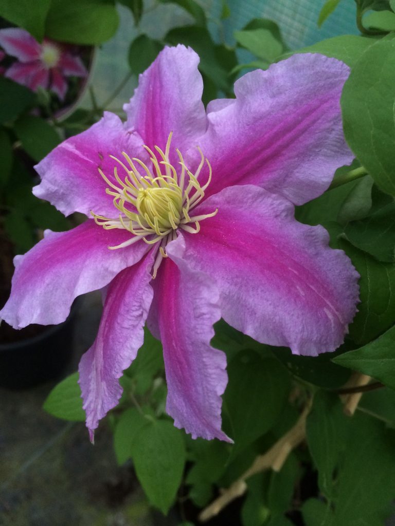 Pruning clematis acao