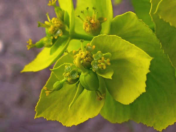 Hoe Euphorbia te laten bloeien