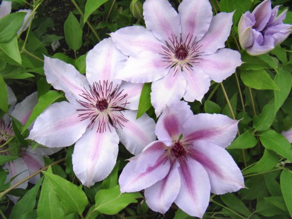 Clematis nelly moser foto a popis